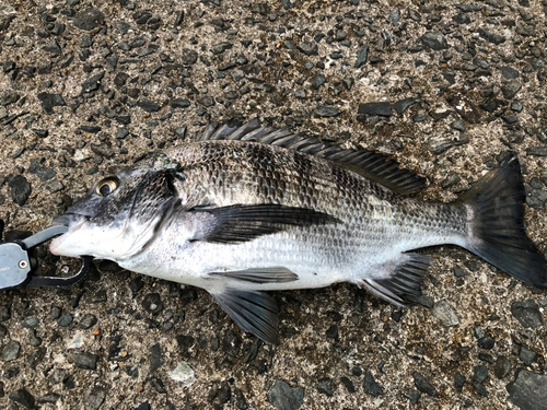 メイタの釣果