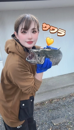 サワラの釣果