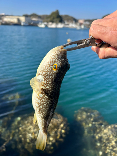 クサフグの釣果