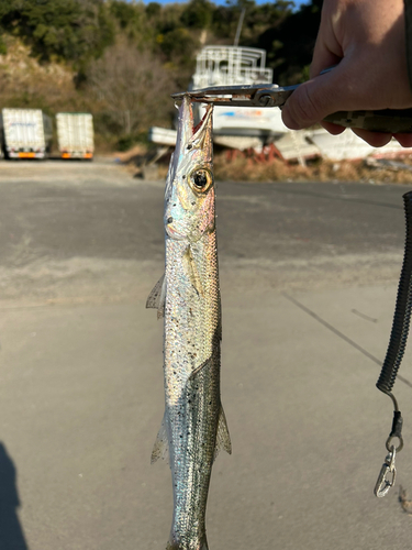 カマスの釣果