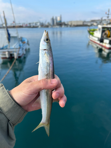 カマスの釣果