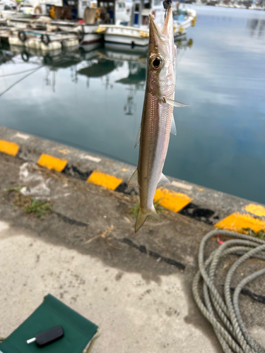 カマスの釣果