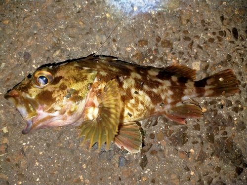 ガシラの釣果