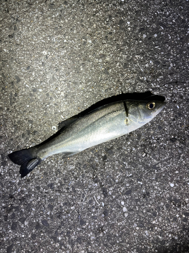 スズキの釣果