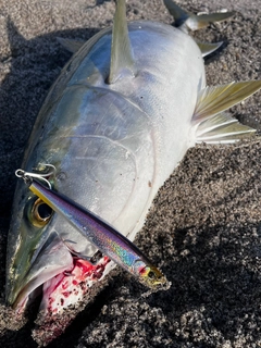 ブリの釣果