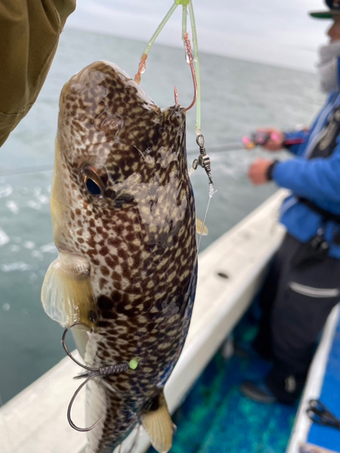 フグの釣果