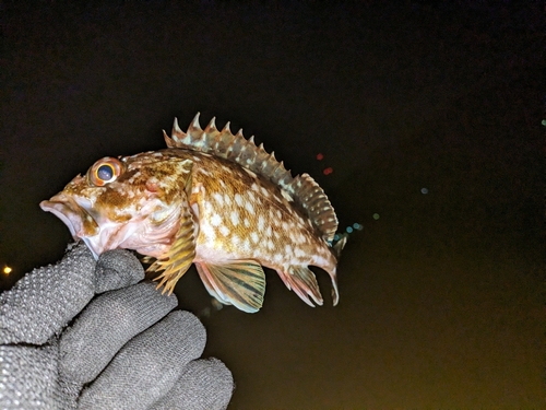 カサゴの釣果