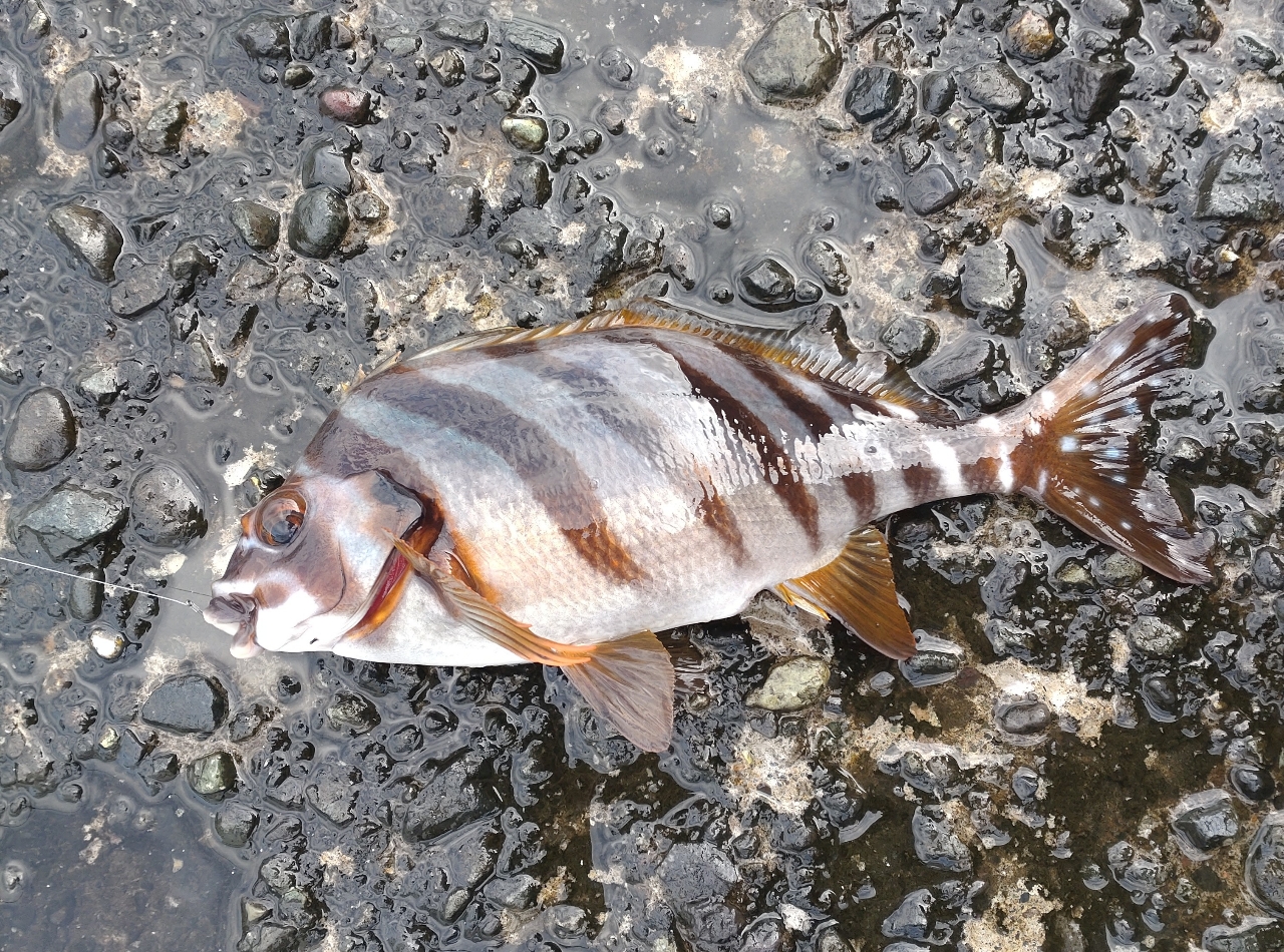 タカノハダイ