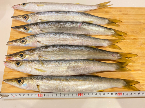 カマスの釣果