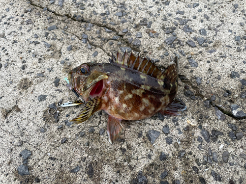 カサゴの釣果