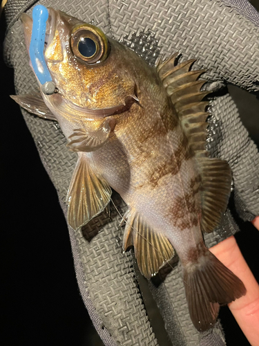 シロメバルの釣果