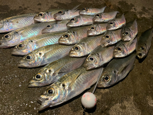 アジの釣果