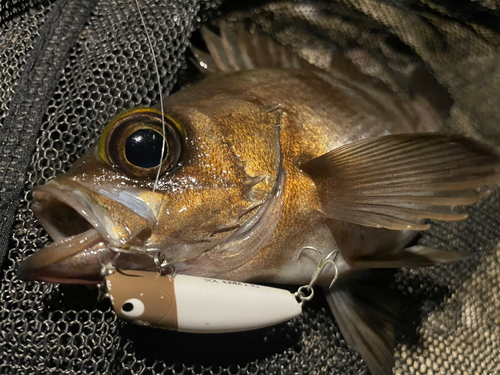 シロメバルの釣果