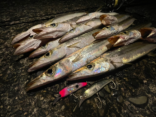 アカカマスの釣果