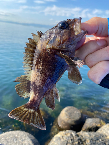 ムラソイの釣果