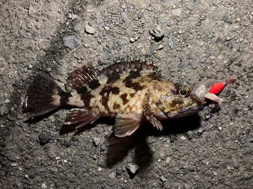 カサゴの釣果