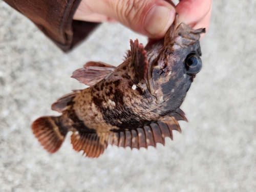 ムラソイの釣果