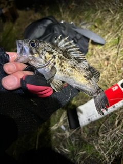 クロソイの釣果