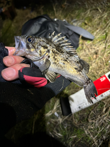 クロソイの釣果