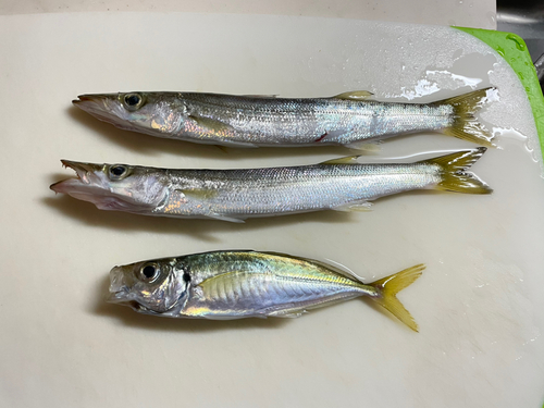 カマスの釣果