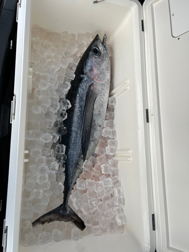 ビンチョウマグロの釣果