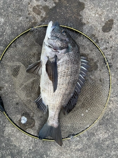 クロダイの釣果