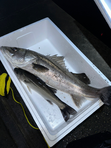 シーバスの釣果