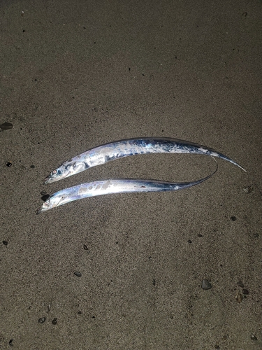 タチウオの釣果