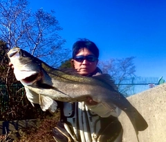 スズキの釣果