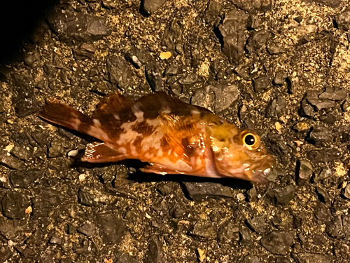 アラカブの釣果