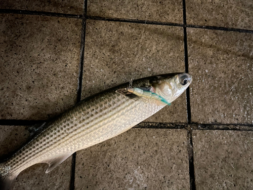 ボラの釣果