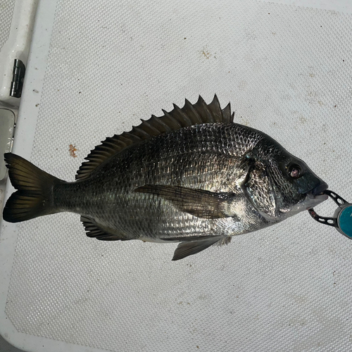 クチブトグレの釣果