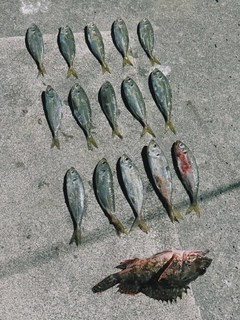 アジの釣果