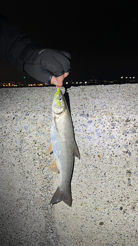 マルタウグイの釣果