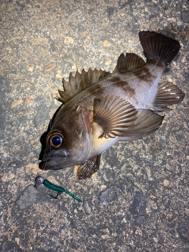 メバルの釣果