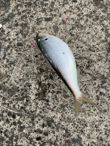 コノシロの釣果