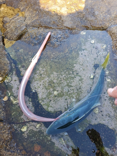 メジロの釣果