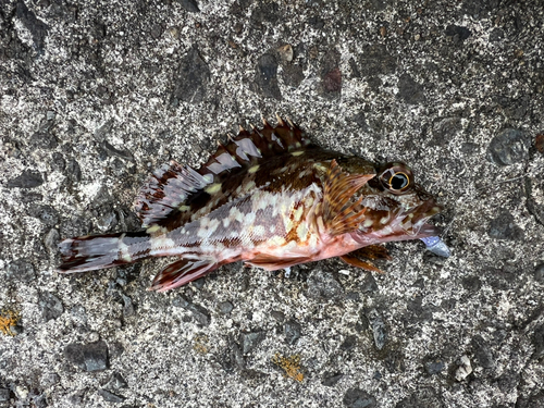 アラカブの釣果