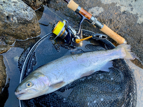 ニジマスの釣果