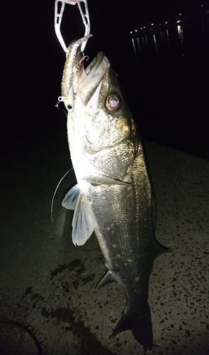 シーバスの釣果