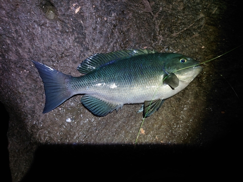 メジナの釣果