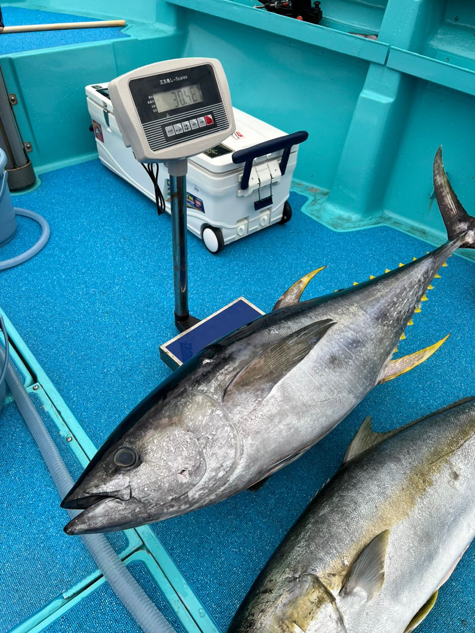 ギルガメさんの釣果 2枚目の画像