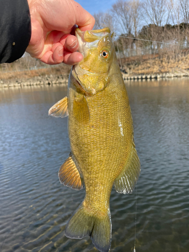 スモールマウスバスの釣果