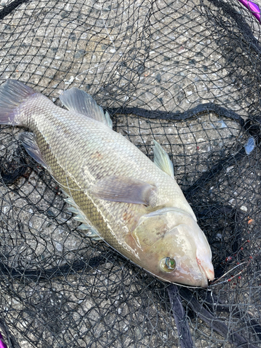 コブダイの釣果