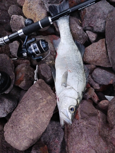 ヒラスズキの釣果