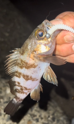 メバルの釣果