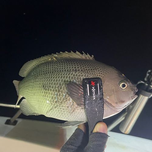 クチブトグレの釣果