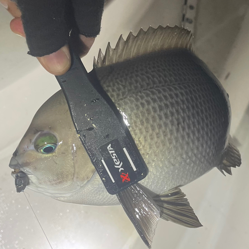 クチブトグレの釣果