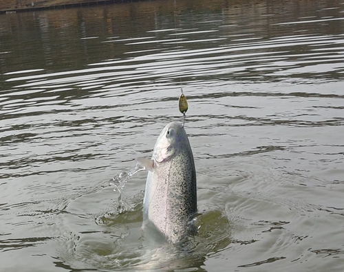 ニジマスの釣果