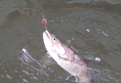 イワナの釣果